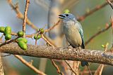 Sayaca Tanager